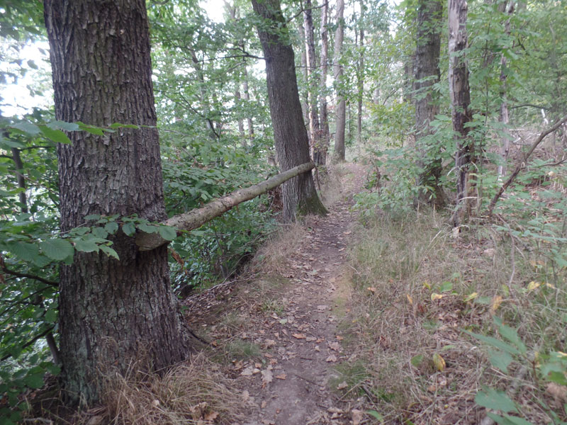 Naturschutzgebiet Döbener Wald